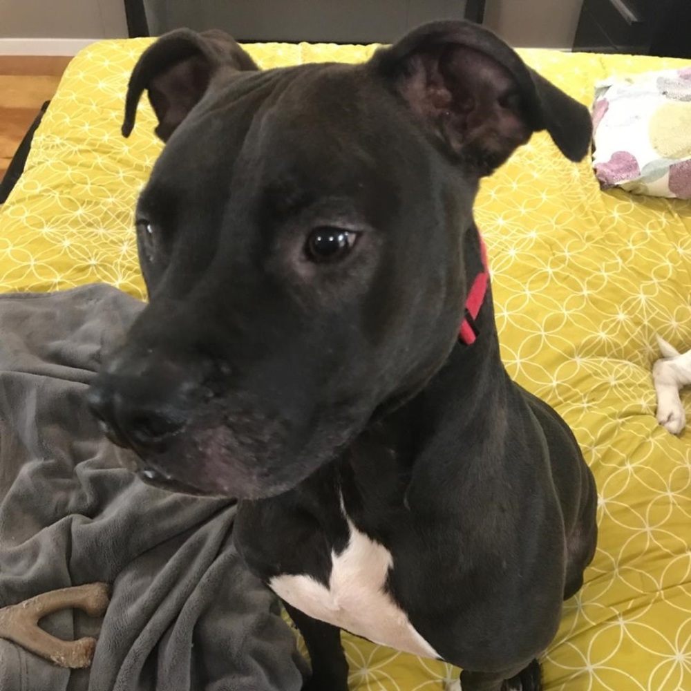 Tyson - Picture 6 of 7
